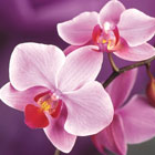 Мастер-класс от Orchid Beauty Center